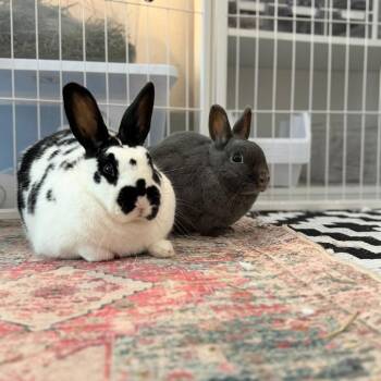 Nelly (bonded with Buns) -  Dutch Rabbit for Adoption in Portland, Oregon - Nelly (bonded With Buns) | PetCurious
