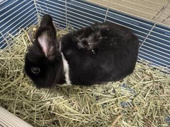 Pepper -  Rex Rabbit for Adoption - Pepper | PetCurious