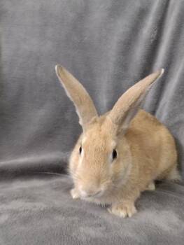 Roric -  Palomino Rabbit for Adoption in Plymouth, Michigan - Roric | PetCurious