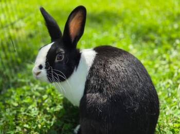 Cooper -  Dutch Rabbit for Adoption in Aurora, Illinois - Cooper | PetCurious