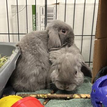 Holland Lop Rabbits Available for Adoption in Bedford, New Hampshire - Blu | PetCurious