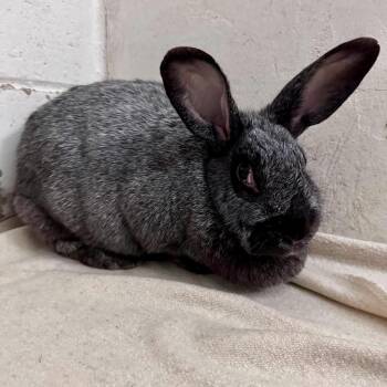 Mushroom -  Silver Fox Rabbit for Adoption in Kennebunk, Maine - Mushroom | PetCurious
