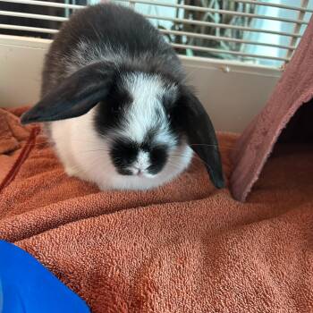 Magpie -  Lop Eared Rabbit for Adoption in Lindon, Utah - Magpie | PetCurious