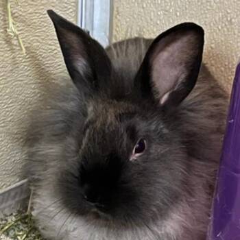 Sho -  Lionhead Rabbit for Adoption in Murray, Utah - Sho | PetCurious