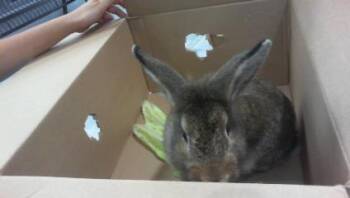 A1269718 -  Bunny Rabbit Rabbit for Adoption in Charlotte, North Carolina - A1269718 | PetCurious