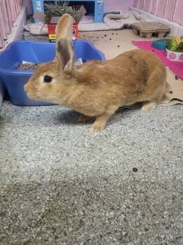 Rescue Bunny Rabbit Rabbits for Adoption in Crystal Lake, Illinois - Reba | PetCurious
