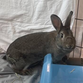 JOAN -  Rex Rabbit for Adoption in Barnstable, Massachusetts - JOAN | PetCurious