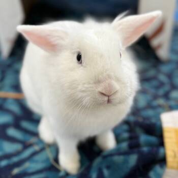 Rescue American Fuzzy Lop Rabbits for Adoption in Kanab, Utah - Elsa | PetCurious