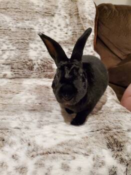 Rescue American Rabbits for Adoption in Holiday, Florida - Athelstan (Cece ) | PetCurious