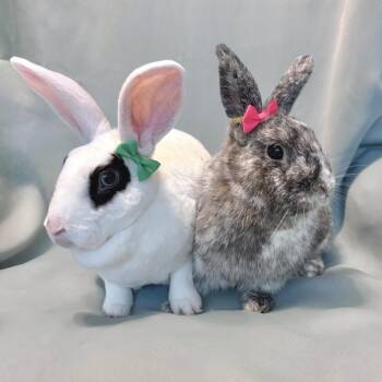 Wasabi (bonded to Misery) -  Rex Rabbit for Adoption in Columbia, Maryland - Wasabi (bonded To Misery) | PetCurious