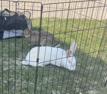 Rescue American Rabbits for Adoption - Ollie & Willow | PetCurious