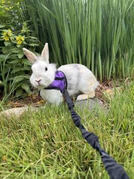PANINI -  Netherland Dwarf Rabbit for Adoption in Methuen, Massachusetts - PANINI | PetCurious