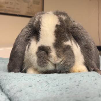 Goofy -  French Lop Rabbit for Adoption in Gansevoort, New York - Goofy | PetCurious