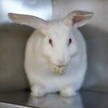 Thing 1 -  Californian Rabbit for Adoption in Richmond, California - Thing 1 | PetCurious