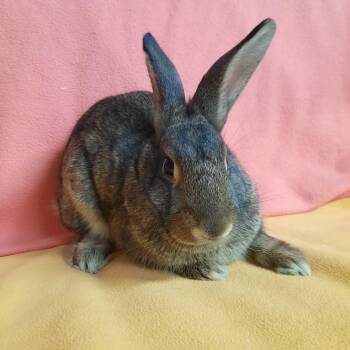Cindy -  Lionhead Rabbit for Adoption in Montclair, California - Cindy | PetCurious
