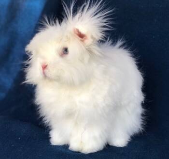 Rescue Dwarf and Mini Lop Rabbits for Adoption in Santa Cruz, California - Mieko | PetCurious