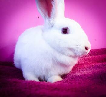 Rescue Florida White Rabbits for Adoption in Columbia, Tennessee - Luanne Poovey | PetCurious