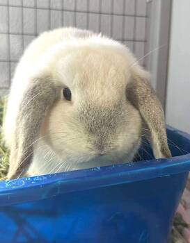 Rescue Mini Lop Rabbits for Adoption in Chicago, Illinois - Mykonos | PetCurious
