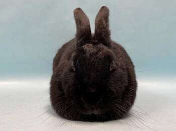 Miffy -  New Zealand and Florida White Rabbit for Adoption in Minneapolis, Minnesota - Miffy | PetCurious