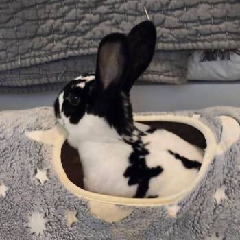 Mini Rex Rabbits Available for Adoption in Plumsted, New Jersey - Abby Manning | PetCurious