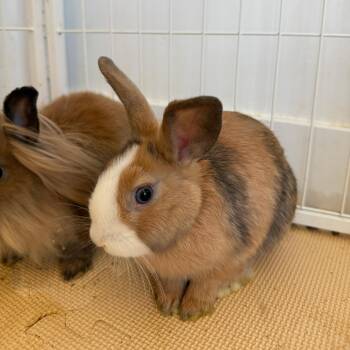 Rescue Dutch Rabbits for Adoption in Los Angeles, California - Tilda | PetCurious