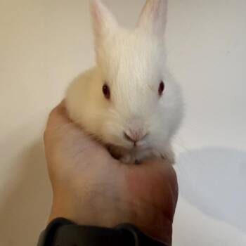 Conejo -  Bunny Rabbit Rabbit for Adoption in Gansevoort, New York - Conejo | PetCurious