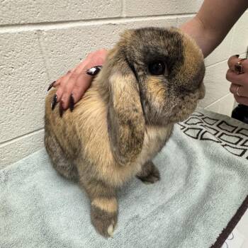 Bunny Rabbit Rabbits Available for Adoption in Murray, Utah - Apple | PetCurious