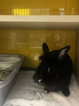 MICHIGAN -  Bunny Rabbit Rabbit for Adoption - MICHIGAN | PetCurious
