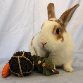 Maui -  Mini Rex Rabbit for Adoption in Yucca Valley, California - Maui | PetCurious