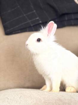 Dwarf and Lionhead Rabbits Available for Adoption - Hop Tart | PetCurious
