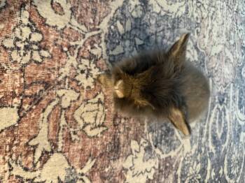 Lion -  Lionhead Rabbit for Adoption in Waynesboro, Virginia - Lion | PetCurious