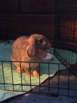 Penelope (potentially bonded) -  Lop Eared Rabbit for Adoption in Westbrook, Maine - Penelope (potentially Bonded) | PetCurious