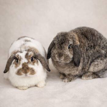 Holland Lop Rabbits Available for Adoption in Miami, Florida - Mj & Daka | PetCurious