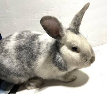 Harlequin Rabbits Available for Adoption in Lakeville, Minnesota - Eggnog | PetCurious