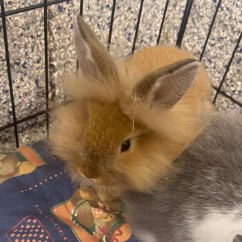 Rock -  Lionhead Rabbit for Adoption in Mentor, Ohio - Rock | PetCurious