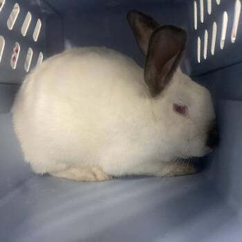 Turnip -  American Rabbit for Adoption in Allentown, Pennsylvania - Turnip | PetCurious