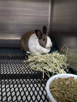 Rescue Dutch Rabbits for Adoption in Cincinnati, Ohio - Athelia | PetCurious
