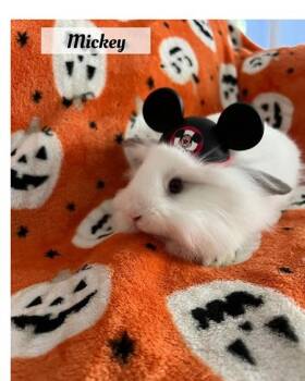 Rescue Lionhead Rabbits for Adoption in Folsom, California - Mickey | PetCurious