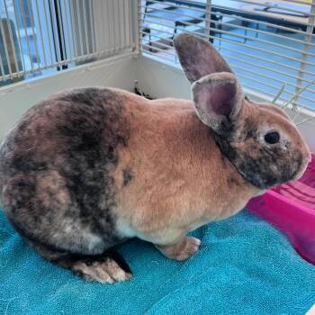 Rex Rabbits Available for Adoption - Dumbledore | PetCurious