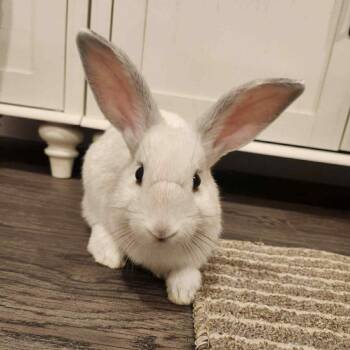 Rescue Bunny Rabbit Rabbits for Adoption in Hampton Bays, New York - Apple | PetCurious