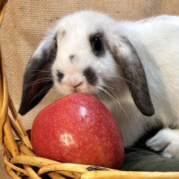 Rescue Mini Lop Rabbits for Adoption in Livermore, California - William | PetCurious