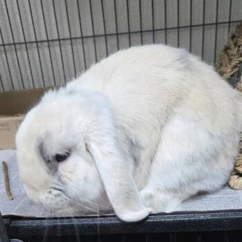 Holland Lop Rabbits Available for Adoption in Lyndhurst, Virginia - Kofi | PetCurious