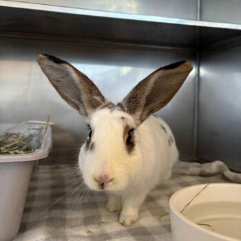 Cherry -  English Spot Rabbit for Adoption in Richmond, California - Cherry | PetCurious