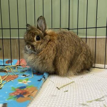 Jersey Wooly Rabbits Available for Adoption - Velma (aka Pudding) | PetCurious