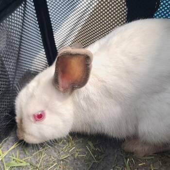 Brittany -  Californian Rabbit for Adoption in Gansevoort, New York - Brittany | PetCurious