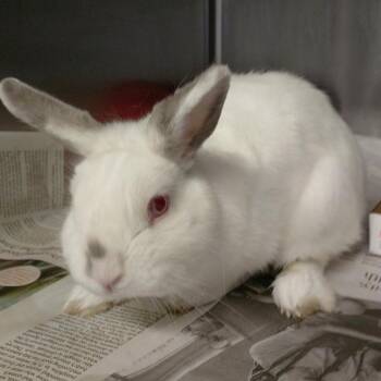Atticus* -  Bunny Rabbit Rabbit for Adoption in San Gabriel, California - Atticus* | PetCurious