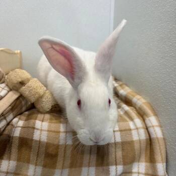 Bunny Rabbit Rabbits Available for Adoption in Puslinch, Ontario - Icicle | PetCurious