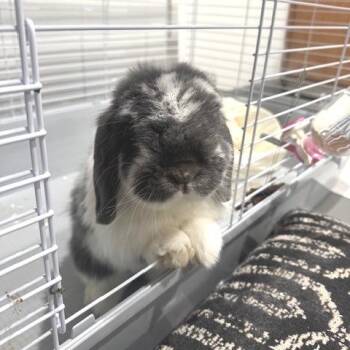 Mo -  Holland Lop Rabbit for Adoption - Mo | PetCurious
