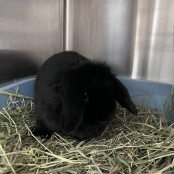 Holland Lop Rabbits Available for Adoption in Oak Park, Illinois - Callie | PetCurious
