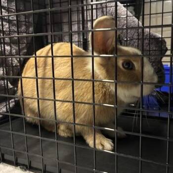 Bambi -  Mini Lop Rabbit for Adoption in Pasadena, California - Bambi | PetCurious